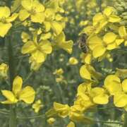 ヒメ日記 2025/03/30 08:31 投稿 りんか☆極上の美熟女 ママらんど 宮崎店