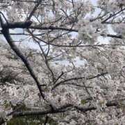 ヒメ日記 2025/04/05 17:11 投稿 りんか☆極上の美熟女 ママらんど 宮崎店