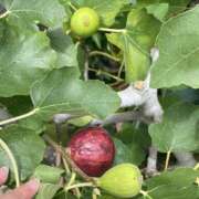 ヒメ日記 2025/07/27 12:11 投稿 りんか☆極上の美熟女 ママらんど 宮崎店