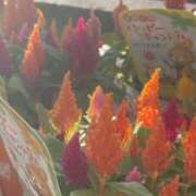 ヒメ日記 2025/11/16 09:01 投稿 りんか☆極上の美熟女 ママらんど 宮崎店