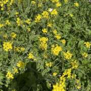 ヒメ日記 2026/03/15 07:01 投稿 りんか☆極上の美熟女 ママらんど 宮崎店