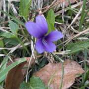 ヒメ日記 2026/03/28 21:01 投稿 りんか☆極上の美熟女 ママらんど 宮崎店