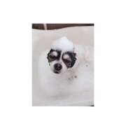 ヒメ日記 2024/12/20 18:14 投稿 りり ゴールドクイーン