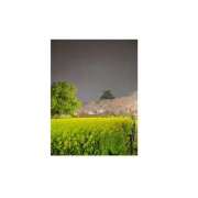 ヒメ日記 2026/03/31 21:47 投稿 りり ゴールドクイーン