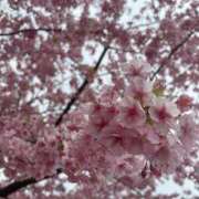 ヒメ日記 2025/04/02 16:27 投稿 りこ ぽちゃ巨乳専門　新大久保・新宿歌舞伎町ちゃんこ