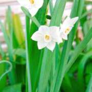 ヒメ日記 2025/01/27 11:21 投稿 まみ スイカ