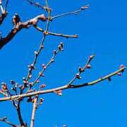 ヒメ日記 2025/02/10 11:20 投稿 まみ スイカ