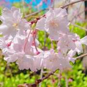 ヒメ日記 2025/04/07 11:20 投稿 まみ スイカ