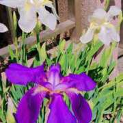 ヒメ日記 2025/04/14 11:20 投稿 まみ スイカ