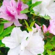 ヒメ日記 2025/04/21 11:20 投稿 まみ スイカ