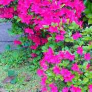 ヒメ日記 2025/04/28 11:23 投稿 まみ スイカ