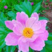 ヒメ日記 2025/05/12 11:22 投稿 まみ スイカ