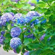 ヒメ日記 2025/06/09 11:20 投稿 まみ スイカ