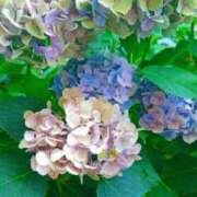 ヒメ日記 2025/06/30 11:22 投稿 まみ スイカ