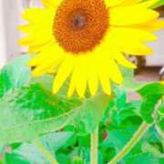 ヒメ日記 2025/07/21 11:20 投稿 まみ スイカ