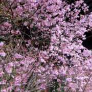 ヒメ日記 2026/03/09 07:41 投稿 まみ スイカ