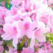 ヒメ日記 2026/04/20 07:38 投稿 まみ スイカ