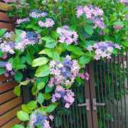 ヒメ日記 2026/06/22 07:45 投稿 まみ スイカ