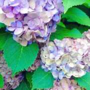 ヒメ日記 2026/06/29 07:46 投稿 まみ スイカ