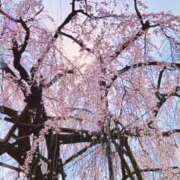 ヒメ日記 2025/03/25 08:20 投稿 みらい 奥鉄オクテツ東京店（デリヘル市場）