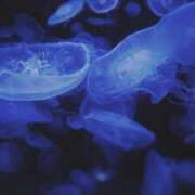 ヒメ日記 2025/01/24 19:08 投稿 三日月姫 螢