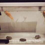 ヒメ日記 2025/03/19 22:30 投稿 三日月姫 螢