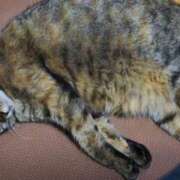 ヒメ日記 2025/04/20 23:38 投稿 三日月姫 螢