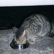 ヒメ日記 2025/04/26 23:43 投稿 三日月姫 螢