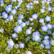 ヒメ日記 2025/05/18 00:31 投稿 三日月姫 螢