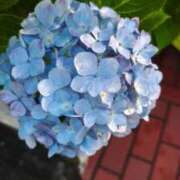 ヒメ日記 2025/06/11 08:08 投稿 三日月姫 螢