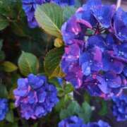 ヒメ日記 2025/06/12 22:50 投稿 三日月姫 螢