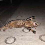 ヒメ日記 2025/07/23 22:50 投稿 三日月姫 螢