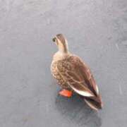 ヒメ日記 2026/02/10 17:02 投稿 三日月姫 螢