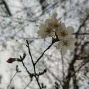 ヒメ日記 2025/03/30 08:33 投稿 五反田みなみ THE痴漢電車.com