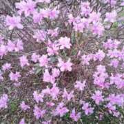 ヒメ日記 2025/04/11 07:53 投稿 五反田みなみ THE痴漢電車.com