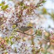 ヒメ日記 2025/04/15 10:45 投稿 浅倉みなみ 全裸美女からのカゲキな誘惑