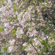 ヒメ日記 2025/04/20 15:03 投稿 浅倉みなみ 全裸美女からのカゲキな誘惑