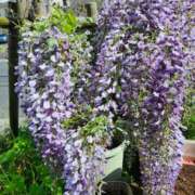 ヒメ日記 2025/05/20 20:58 投稿 黒沢美波 五十路マダムエクスプレス船橋店(カサブランカグループ)