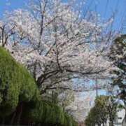 ヒメ日記 2026/03/31 21:42 投稿 黒沢美波 五十路マダムエクスプレス船橋店(カサブランカグループ)