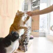 ヒメ日記 2024/12/26 07:45 投稿 あやみ 成田人妻花壇