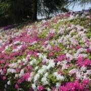 ヒメ日記 2025/01/14 07:45 投稿 あやみ 成田人妻花壇