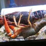 ヒメ日記 2025/01/21 07:45 投稿 あやみ 成田人妻花壇