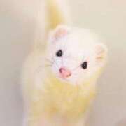 ヒメ日記 2025/01/24 07:45 投稿 あやみ 成田人妻花壇