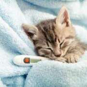 ヒメ日記 2025/04/10 07:45 投稿 あやみ 成田人妻花壇