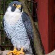 ヒメ日記 2025/06/13 07:45 投稿 あやみ 成田人妻花壇