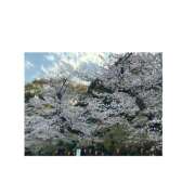 ヒメ日記 2025/04/18 14:54 投稿 さき プレイガール(亀有)