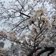 ヒメ日記 2025/04/09 10:25 投稿 さゆ ピンクハウス（横浜）