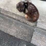 ヒメ日記 2025/03/01 18:08 投稿 あまなつ 逢って30秒で即尺