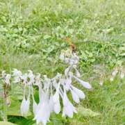 ヒメ日記 2025/08/26 16:37 投稿 あまなつ 逢って30秒で即尺