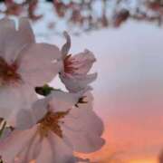 あまなつ サクラ 逢って30秒で即尺